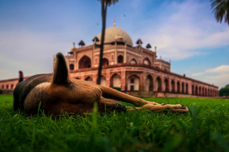 The resting horse fills the foreground while Humayun’s Tomb stands softly behind it, separating a quiet animal study from the monument.