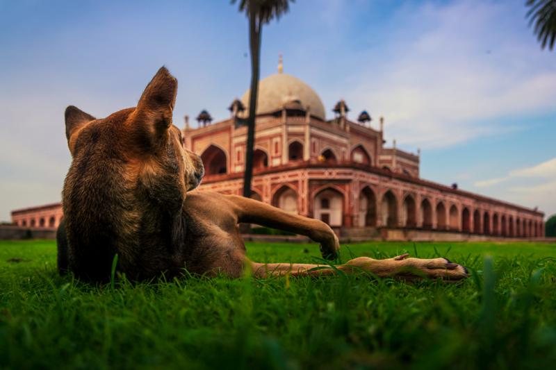 A brown horse lies in the grass before Humayun’s Tomb, the low viewpoint bringing its broad back close to the camera.