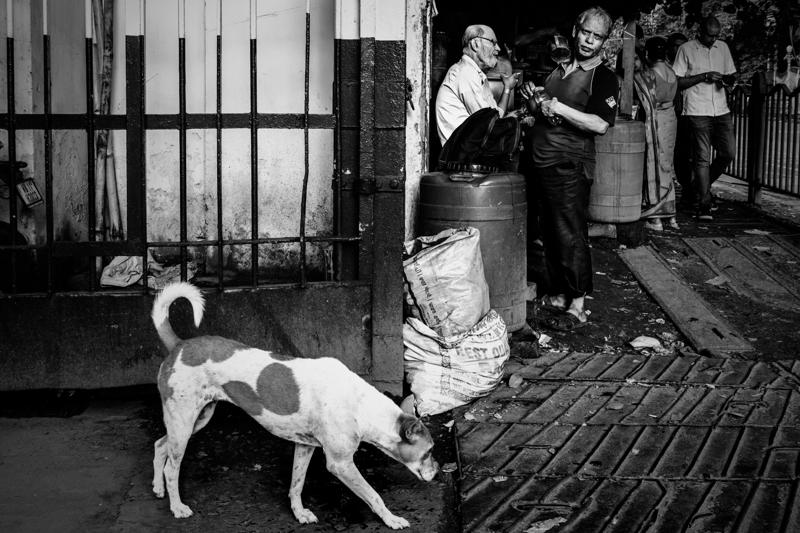 A white dog walks past a seated man and standing vendors beside a metal gate on the paved market lane.