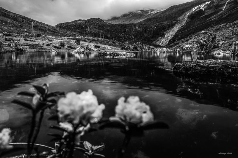 A few blossoms sit at the river’s edge, reflected in water beneath the stark, layered slopes of the monochrome valley.