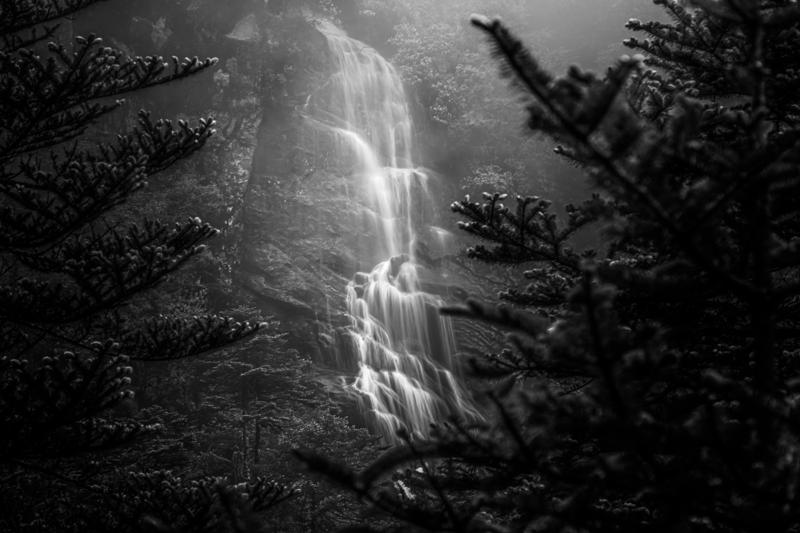 White water threads down the steep forest, briefly visible through evergreen branches and the mist that softens the mountain background.