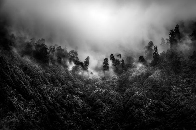 Low cloud drifts through a steep forest, leaving the ridge faint while dark trunks rise from the mist in monochrome.