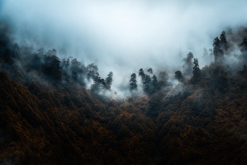 The pale stream drops through black branches and mist, its long vertical line visible against the textured mountain slope.