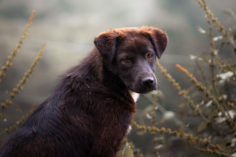 The brown dog turns its head toward the camera, its close portrait set against pale grass and a softly blurred mountain slope.