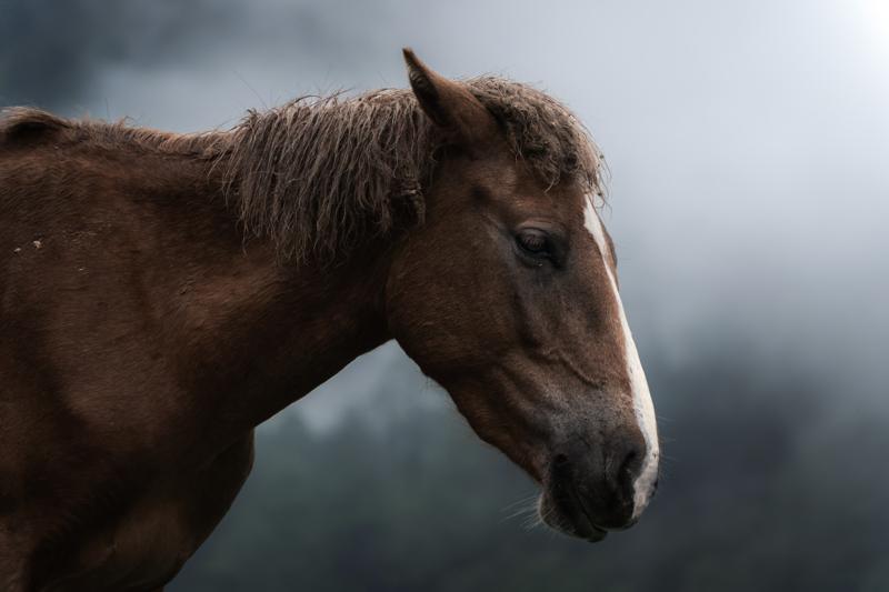 A chestnut horse lowers its head in close view, with grey sky and blurred grasses leaving space around its face.