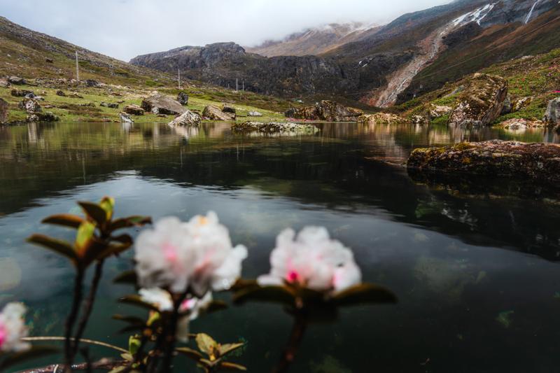 Pale blossoms rise in the foreground above a still lake, with a settlement and green slopes reflected across the valley.
