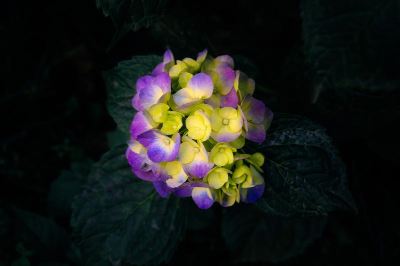 Yellow and violet blossoms catch a narrow beam above broad dark leaves, isolated from the surrounding forest by the shallow focus.