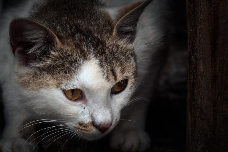 The cat peers from the wooden opening, its white muzzle and amber eyes lit against the shadowed grain around it.