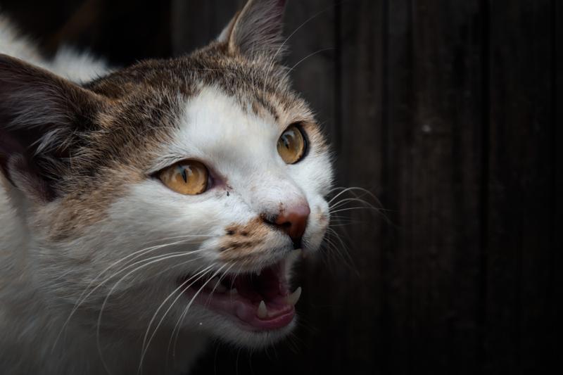 Its mouth open and eyes fixed forward, the cat’s close face emerges from the dark timber doorway.