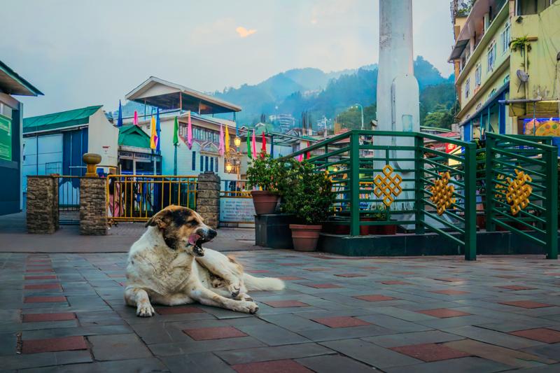 A dog rests on the tiled courtyard among flowerpots and painted railings, its still pose set against the mountain town.